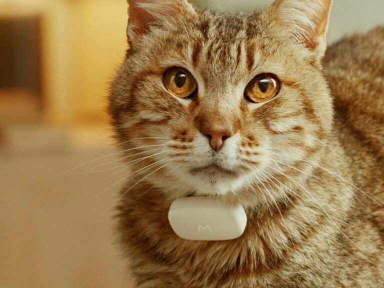 Moggie smart AI wearable for cats tells you how your furry friend behaves and feels